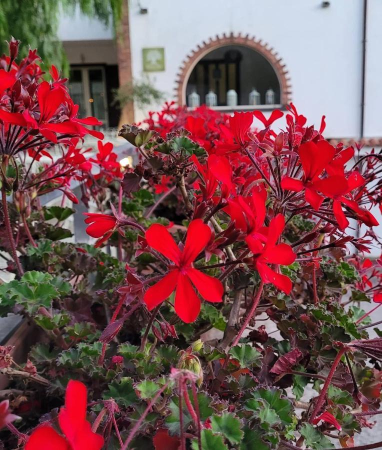 Bed & Breakfast Domus Olea Policastro Bussentino